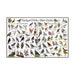 see more listings in the State Birds section