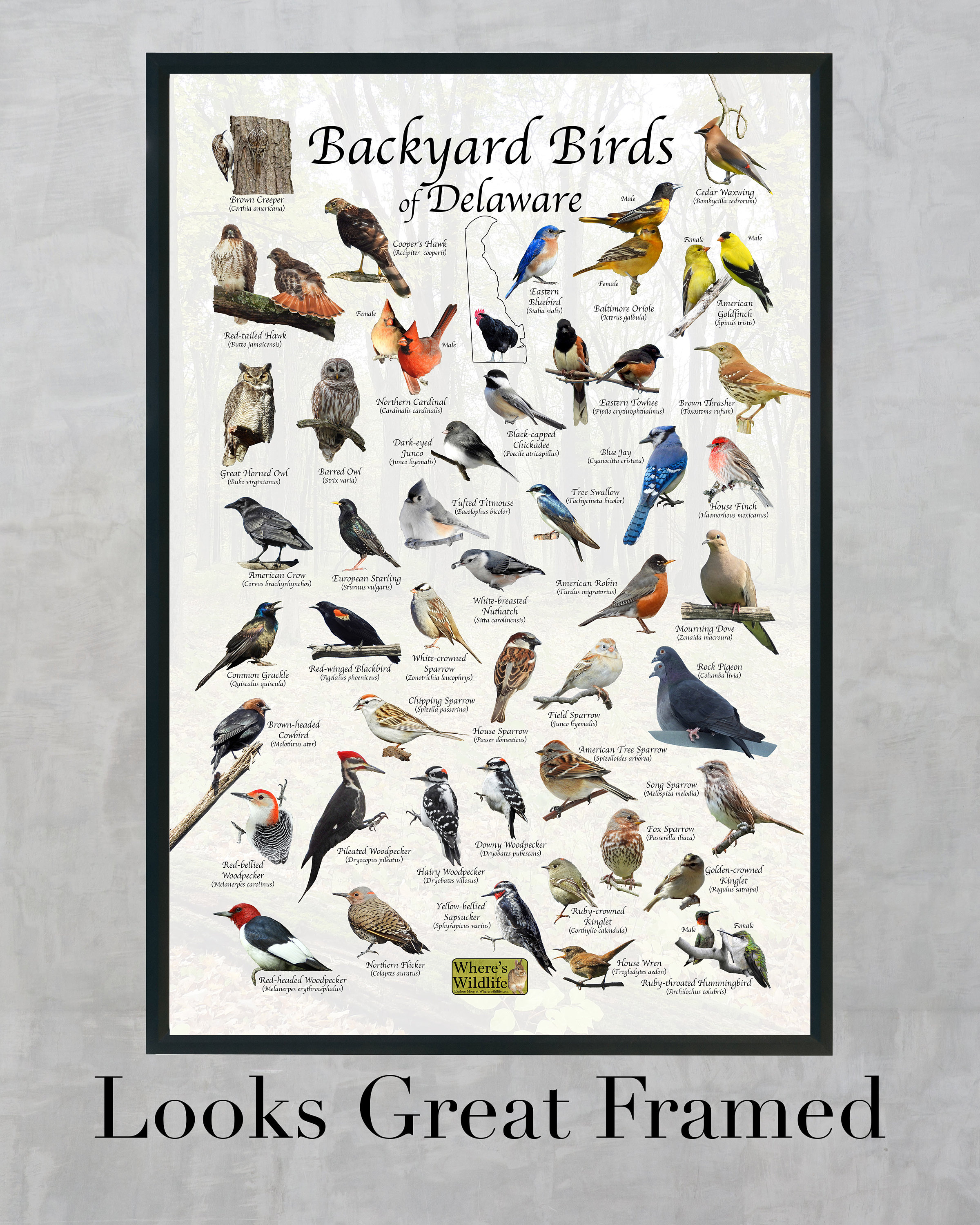 BIRD SHEET 15個セット Birds of Delaware Backyard Birding Identification Picture Print