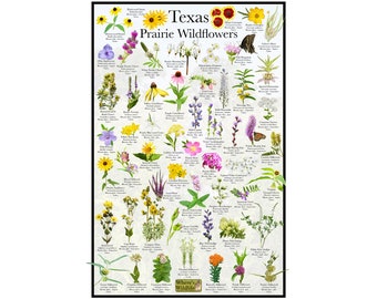Texas Prairie Wildflower Poster / Native State Flower Guide Providing Flowers Picture Identification, Name, & Bloom Time / Flower ID Poster