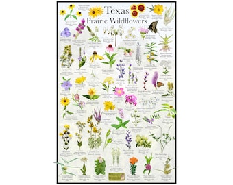 May include: A colorful poster featuring a guide to Texas Prairie Wildflowers. The poster includes illustrations of 40 different wildflowers with their common names and blooming months. The poster is titled "Texas Prairie Wildflowers" and features the logo "Where's Wildlife".
