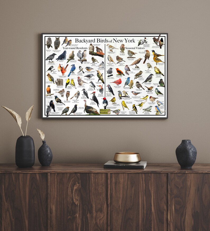 Backyard Birds of New York Bird Identification Poster Divided Into Year ...