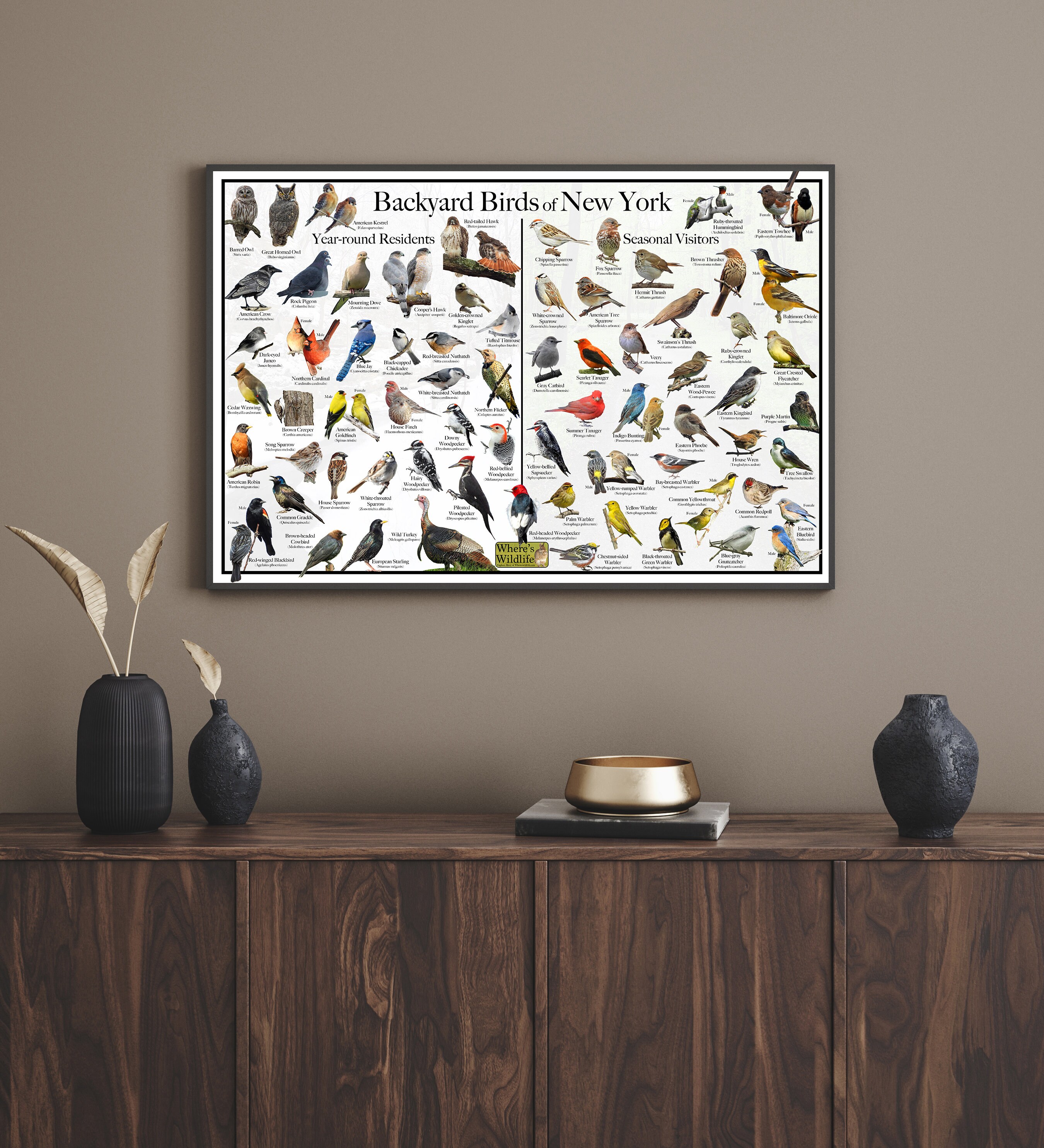 Backyard Birds of New York Bird Identification Poster Divided Into Year ...
