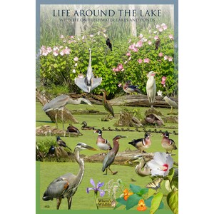 Póster de la naturaleza de la vida alrededor del lago: vida silvestre común en lagos y estanques de agua dulce