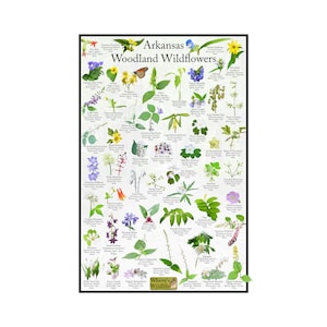 Póster de flores silvestres de Arkansas Woodland / Guía de campo de identificación de flores nativas / Proporciona identificación con imagen para flores en bosques y bosques