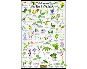 May include: A colorful illustrated guide to Arkansas Woodland Wildflowers. The poster features 50 different wildflowers with their common and scientific names, blooming months, and a small illustration of each flower. The poster is titled "Arkansas Woodland Wildflowers" and includes the logo "Where's Wildlife".