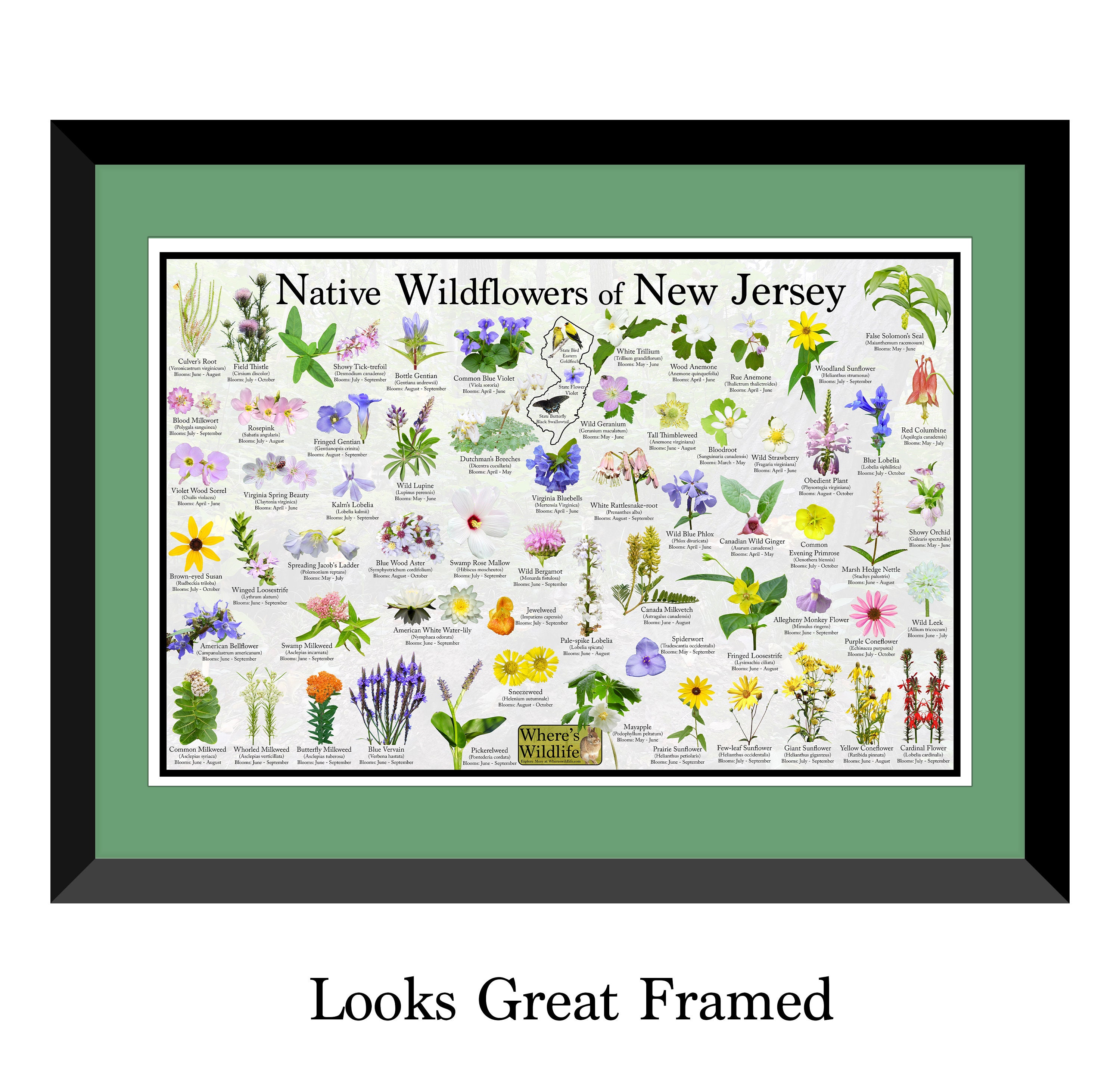 Printify Native Wildflowers North America, Native Plants T-Shirt, Wildflower Botanical Chart Hand-Drawn Flower Conservation Naturalist Gardener Gift Light Blue