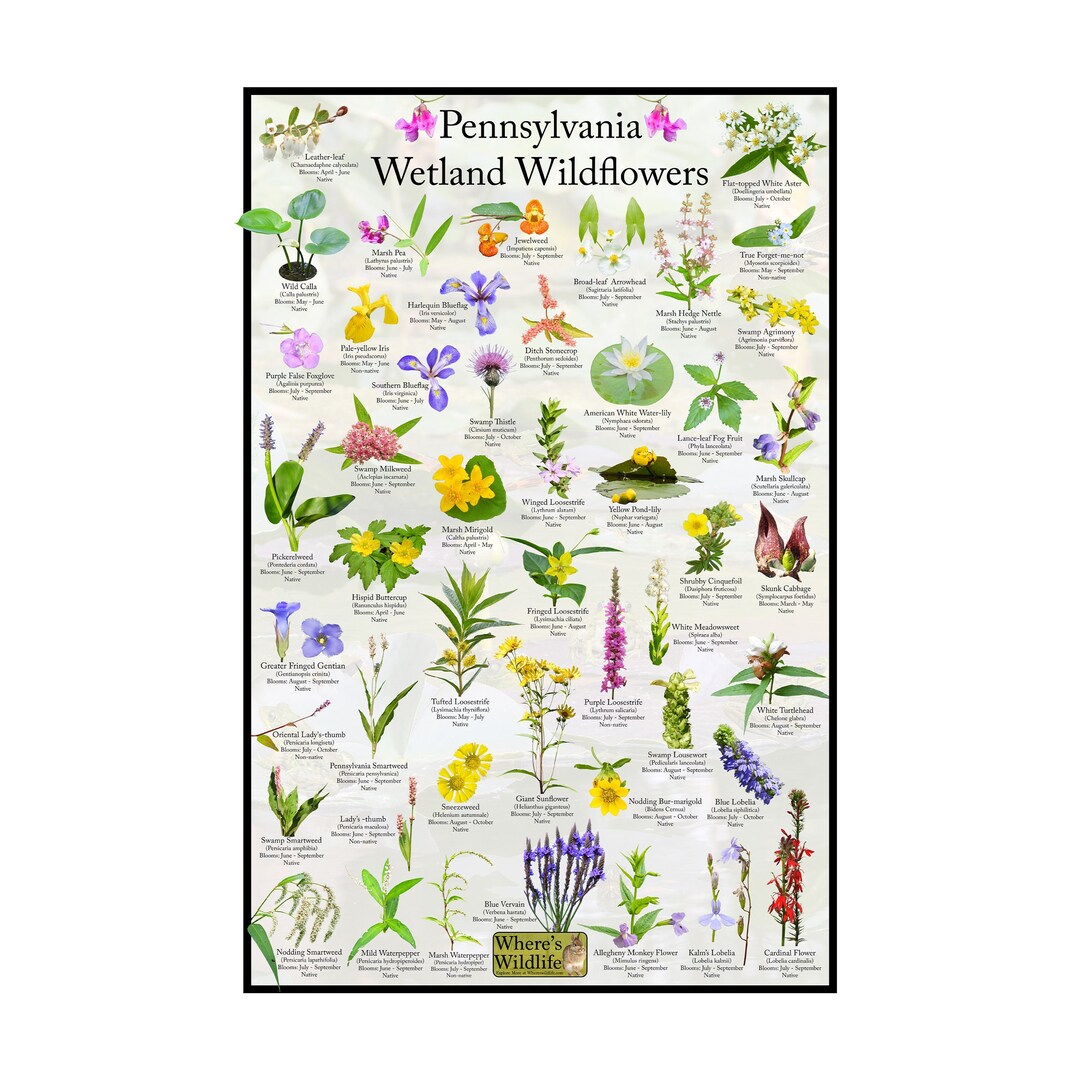 Pennsylvania Wetland Wildflower Poster / State Flower Guide Providing ...