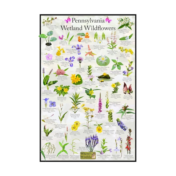 Pennsylvania Wetland Wildflower Poster / State Flower Guide - Etsy
