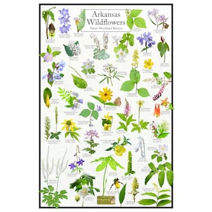 Flores silvestres de Arkansas - Cuadro de flores de bosques nativos - Flores comunes de Arkansas - Póster de plantas nativas de Arkansas - Cuadro de ciencias