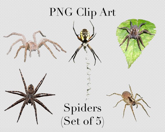 Creepy Crawly Spiders Clip Art set of 5 PNG Clipart With | Etsy