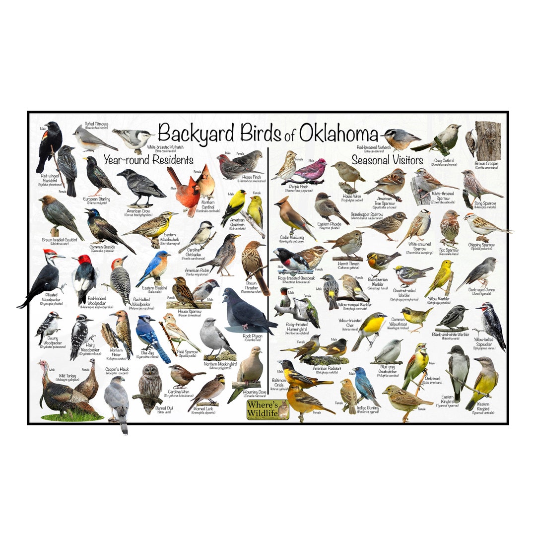 Backyard Birds of Oklahoma Bird Identification Poster Divided Into Year