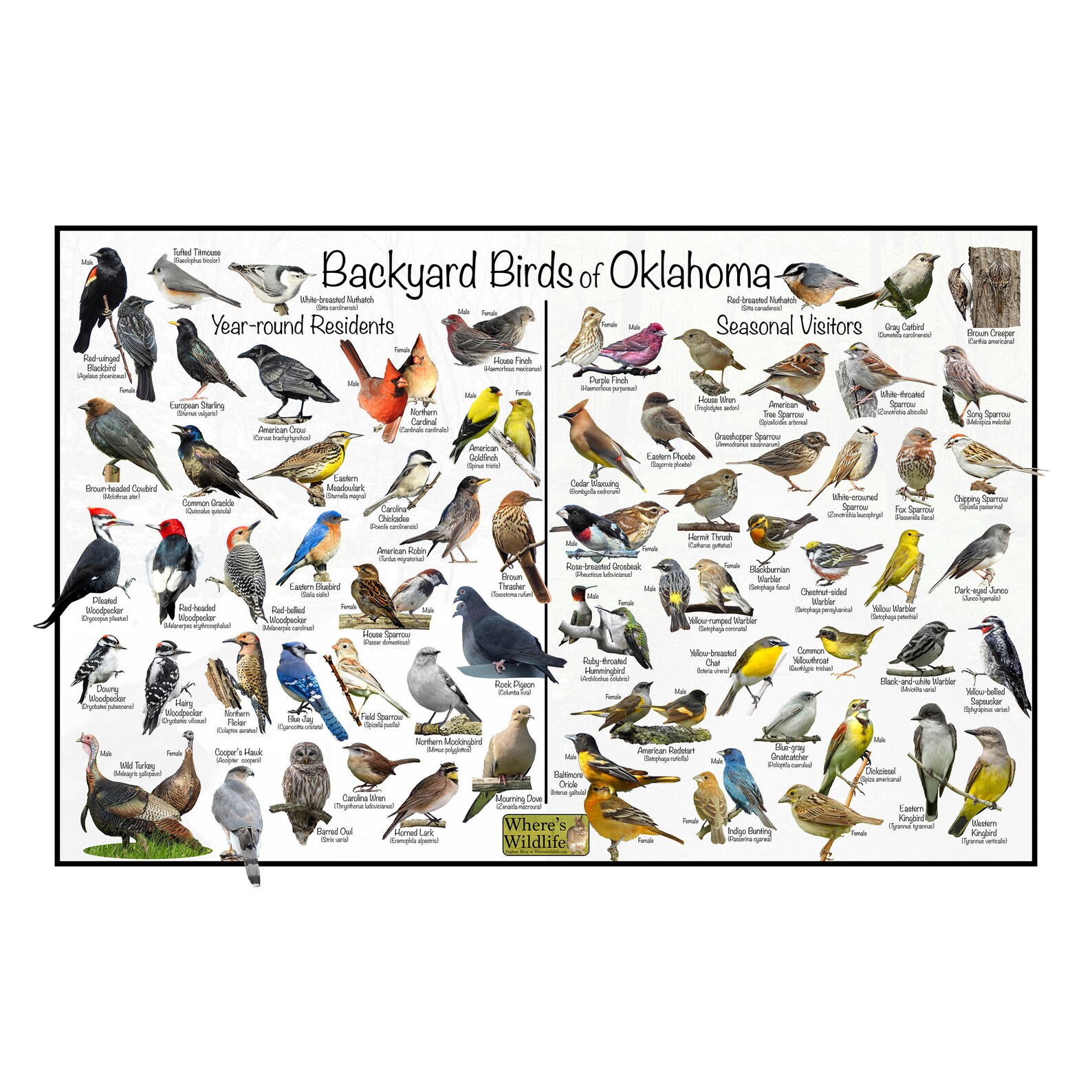 Backyard Birds of Oklahoma Bird Identification Poster Divided Into Year ...