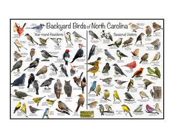 Backyard Birds of North Carolina Bird Identification Poster Divided by Year-round Residents & Seasonal Visitors / Birdwatching Nature Guide