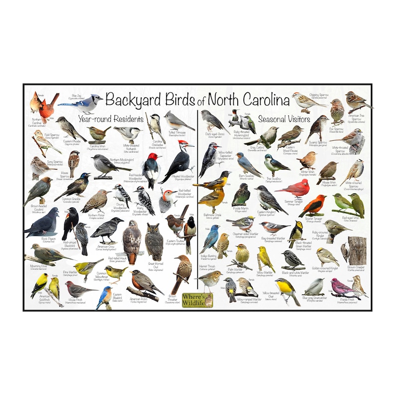 Backyard Birds of North Carolina Bird Identification Poster Etsy