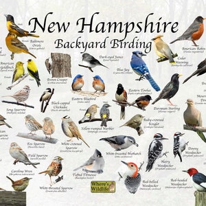 Birds of New Hampshire Backyard Birding Identification Picture Print / Great Field Guide to Common State Birds Birdwatching / Nature Poster