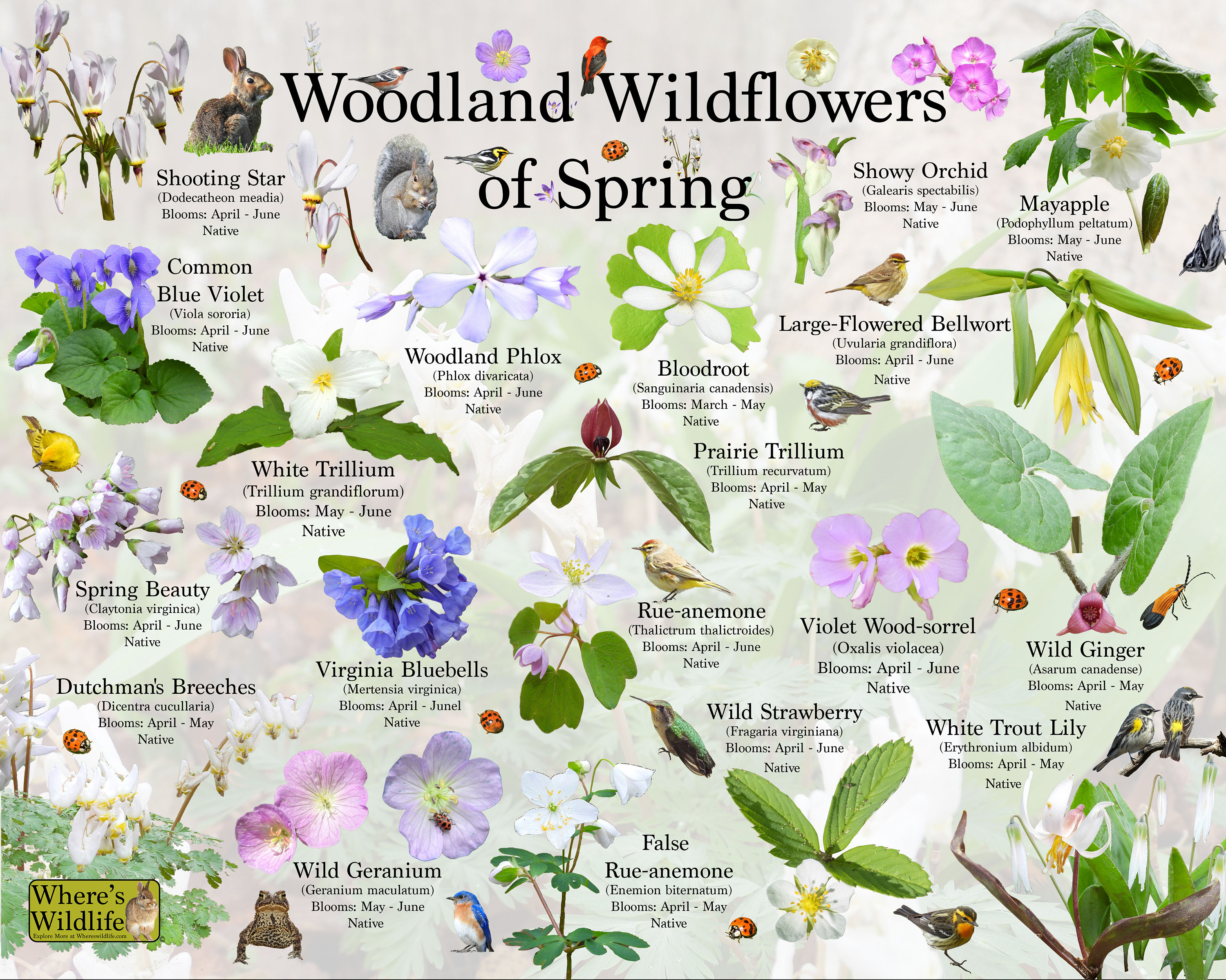 Woodland Wildflowers Of Spring Flower Identification Poster / Etsy España