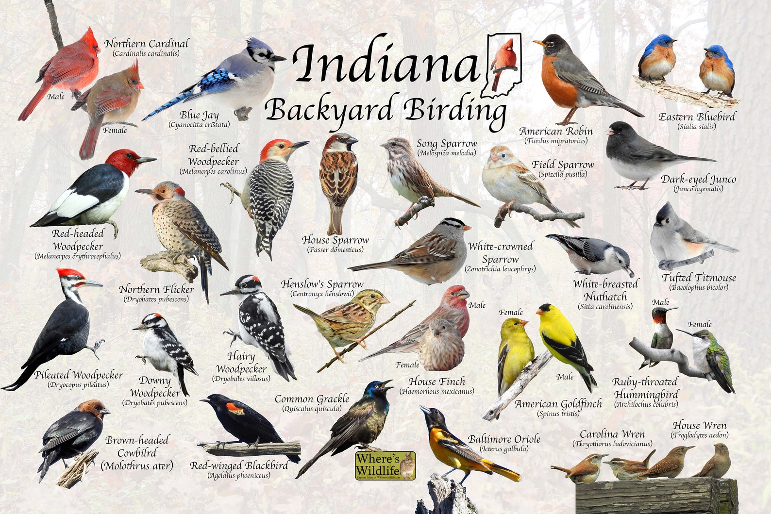 Birds of Indiana Backyard Birding Identification Picture Print Etsy