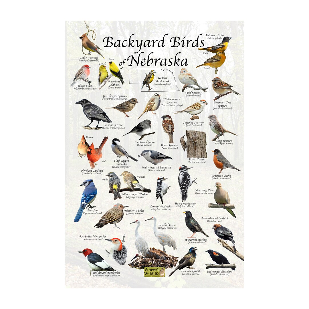 Backyard Birds of Nebraska Bird Identification Poster / Bird Field