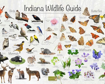 Indiana Wildlife Guide Poster Print / Common State Birds, Mammals, Butterflies, and Wildflowers / Educational Nature Poster