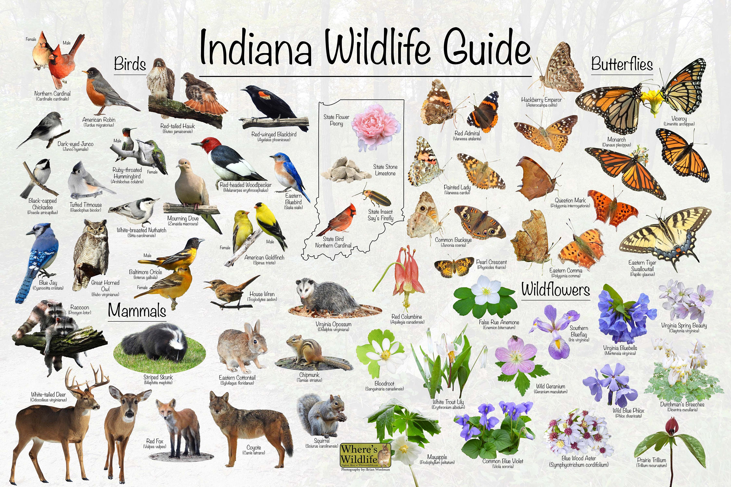 Indiana Wildlife Guide Poster Print / Common State Birds, Mammals ...