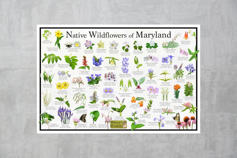 Native Wildflowers of Maryland / State Flower Field Guide Providing ...