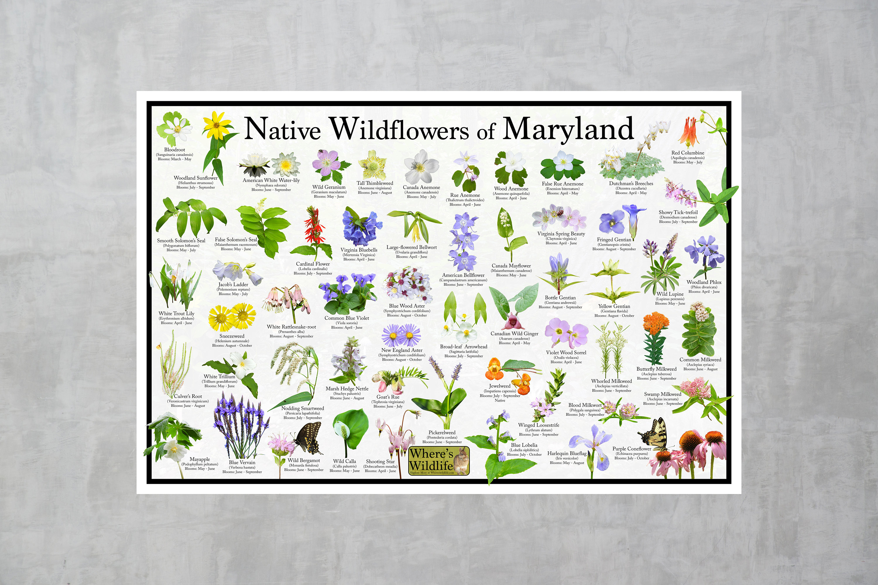 Native Wildflowers of Maryland / State Flower Field Guide Providing ...