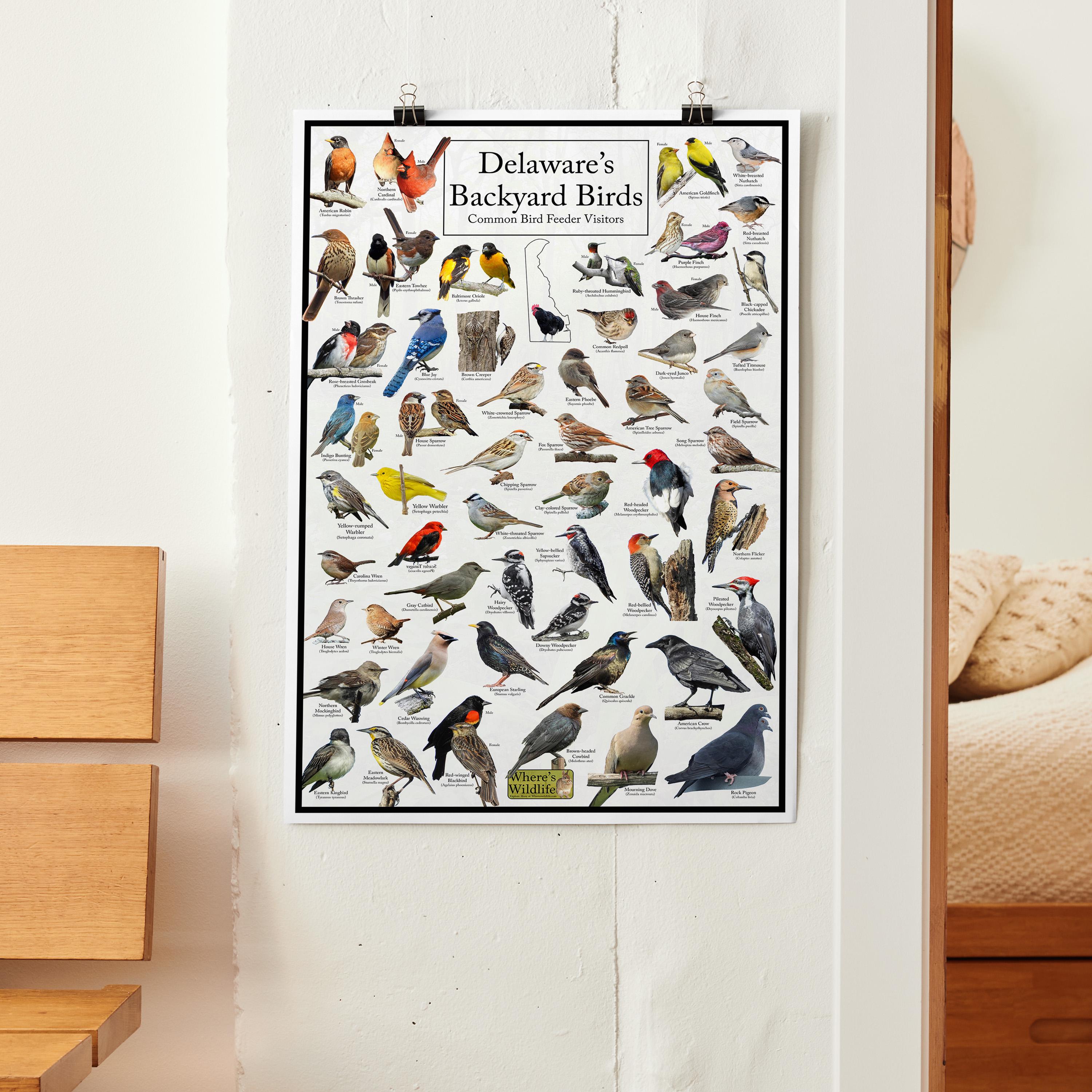Delaware's Backyard Birds Poster - Delaware Bird Watching Chart