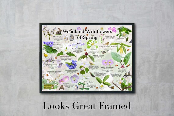 Woodland Wildflowers of Spring Flower Identification Poster / Fun