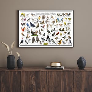 Backyard Birds of Maine Bird Identification Poster Divided Into Year ...