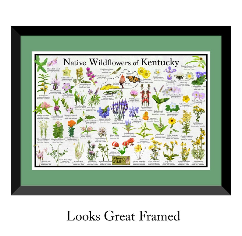 Native Wildflowers of Kentucky / State Flower Field Guide Etsy