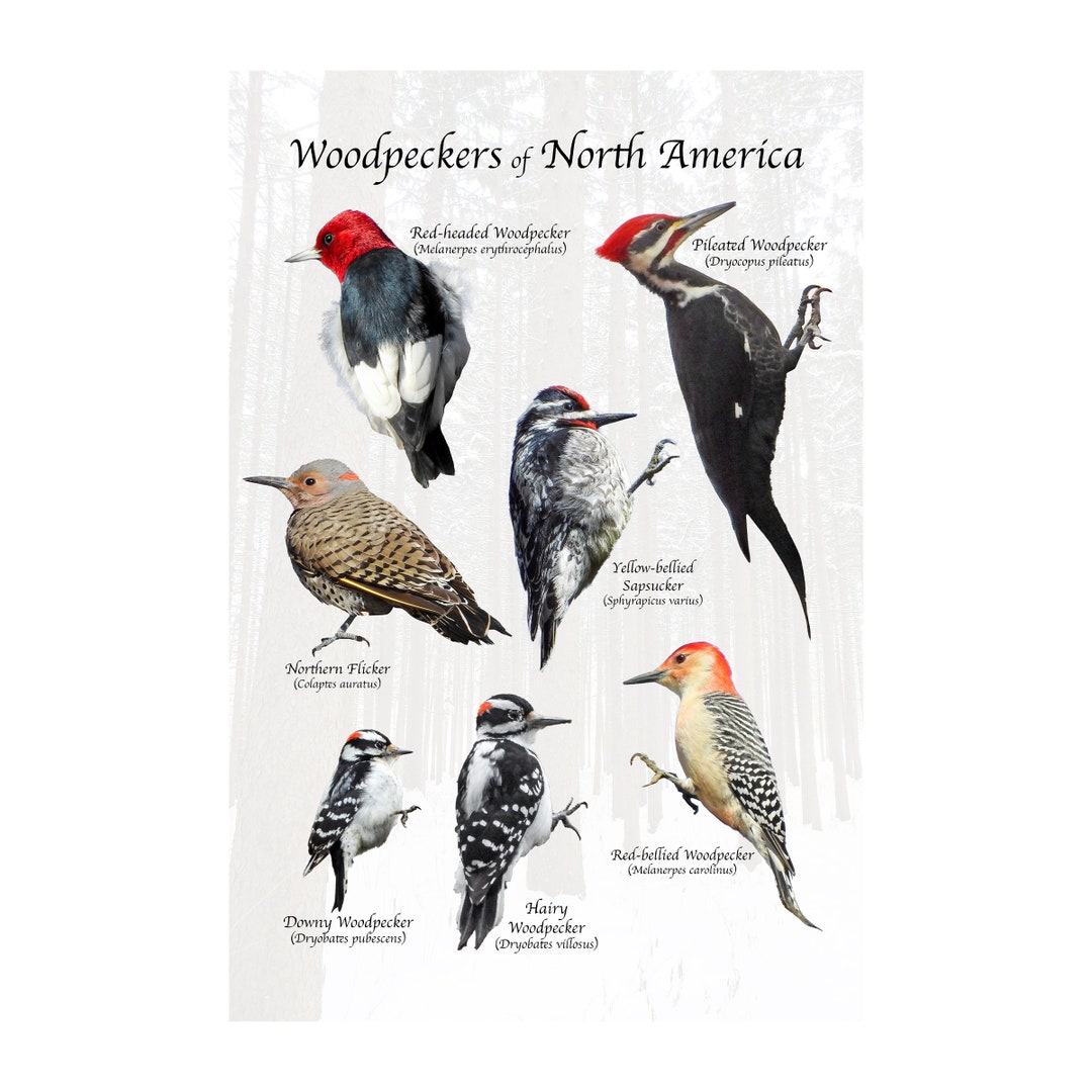 Common Woodpeckers Of North America Backyard Birding ID Print Great common-woodpeckers-of-north-america-backyard-birding-id-print-great