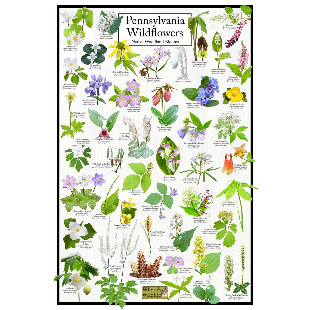 Pennsylvania Wildflowers - Native Woodland Blooms Poster | Pennsylvania ...