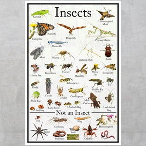 Insects Field Guide Educational Nature Print / Insect ID Collection ...