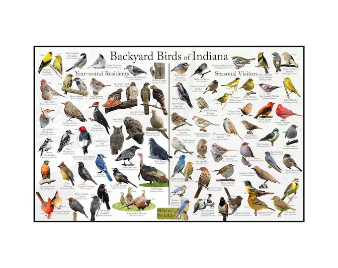 Backyard Birds of Indiana Bird Identification Poster Divided into Year-round Residents and Seasonal Visitors / Birdwatching Nature Poster