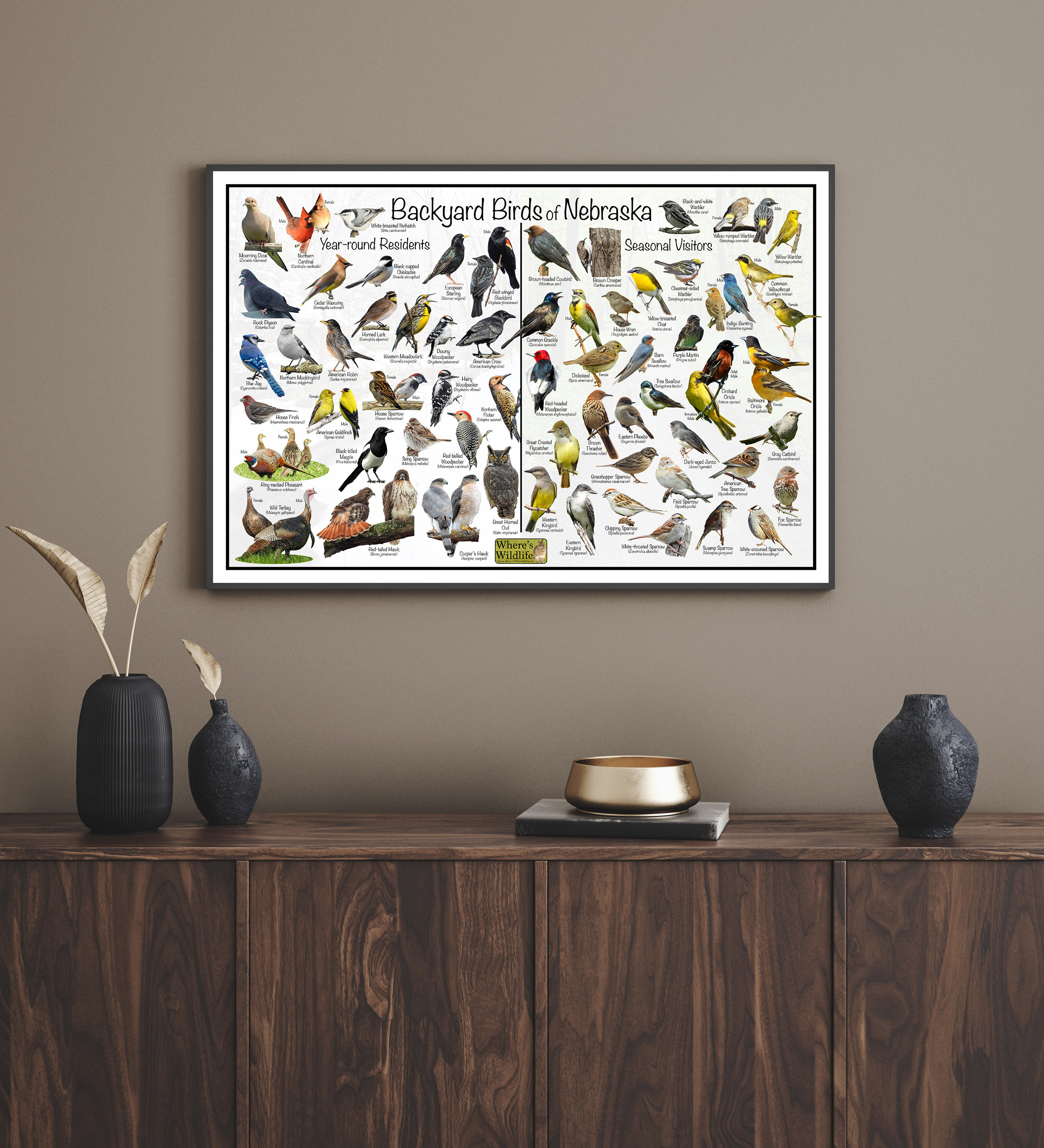 Backyard Birds of Nebraska Bird Identification Poster Divided by Year ...