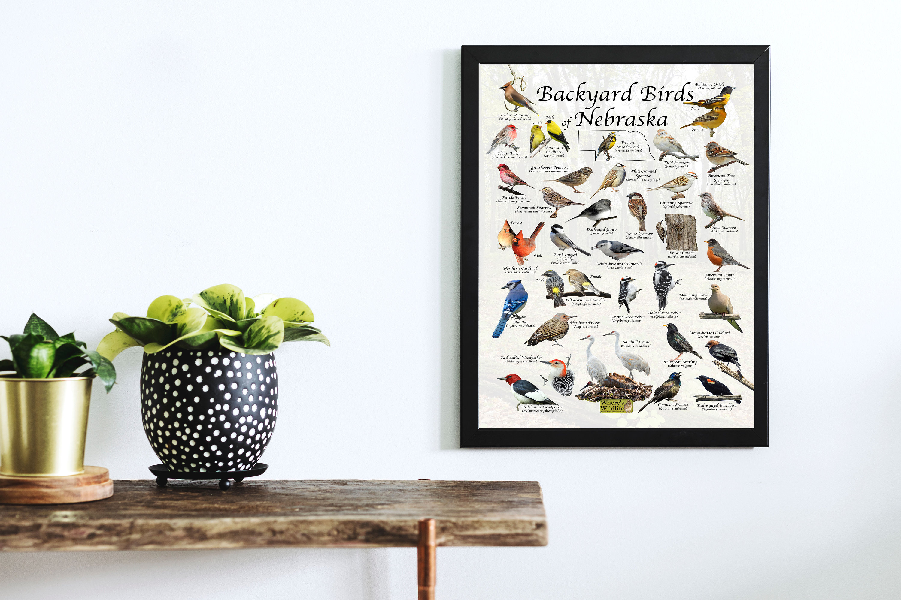 Backyard Birds of Nebraska Bird Identification Poster / Bird Field ...