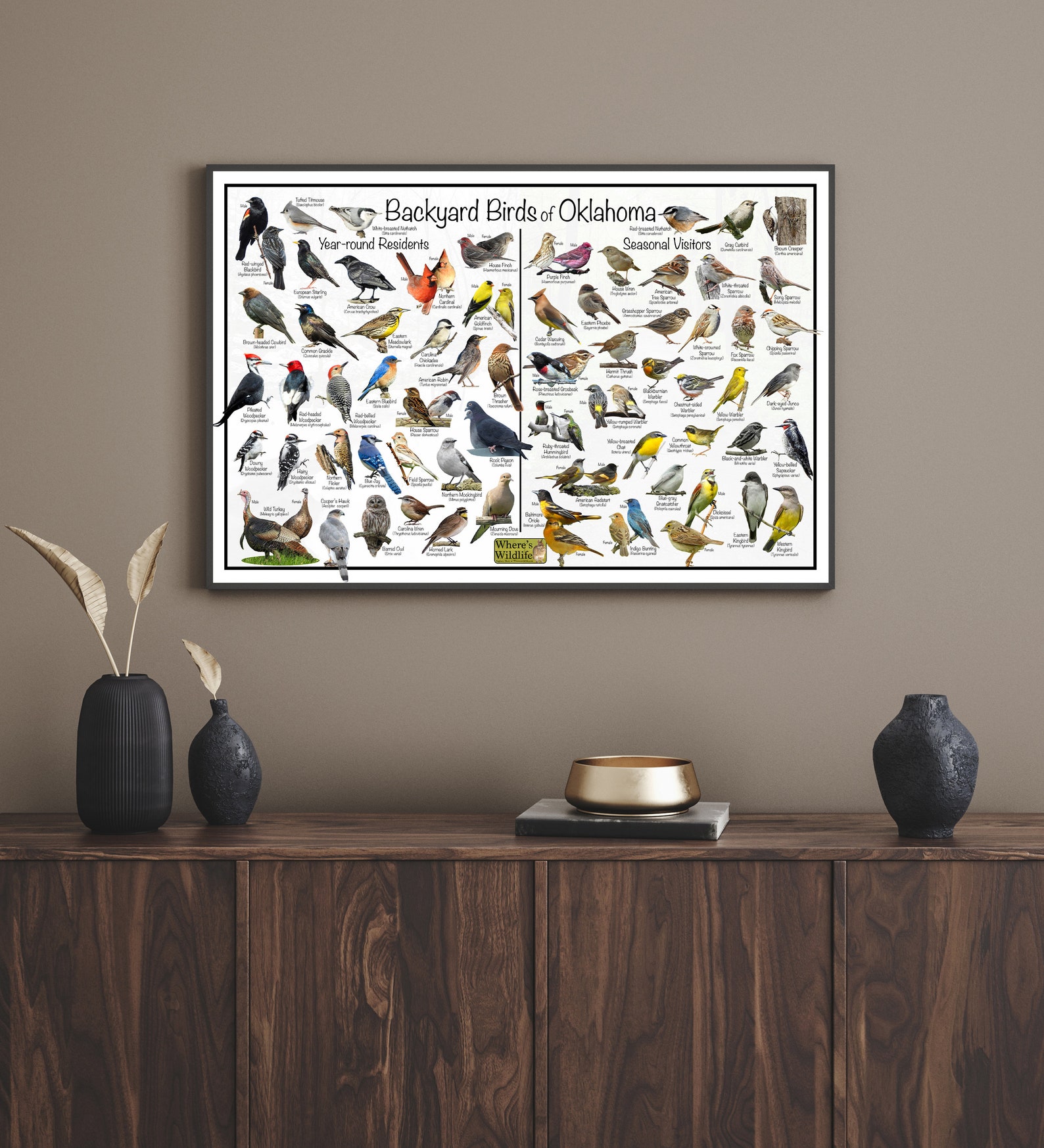 Backyard Birds of Oklahoma Bird Identification Poster Divided Into Year ...