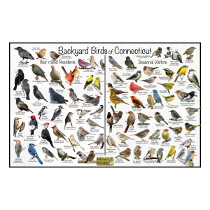 Backyard Birds of Connecticut Bird Identification Poster Divided into Year-round Residents & Seasonal Visitors / Birdwatching Nature Poster