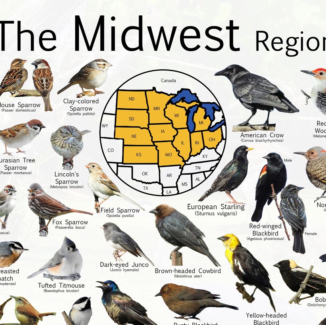 Birds of North America the Midwest Region - Provide 111 Bird ...