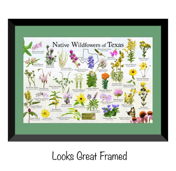 Native Wildflowers of Texas / State Flower Field Guide / Common