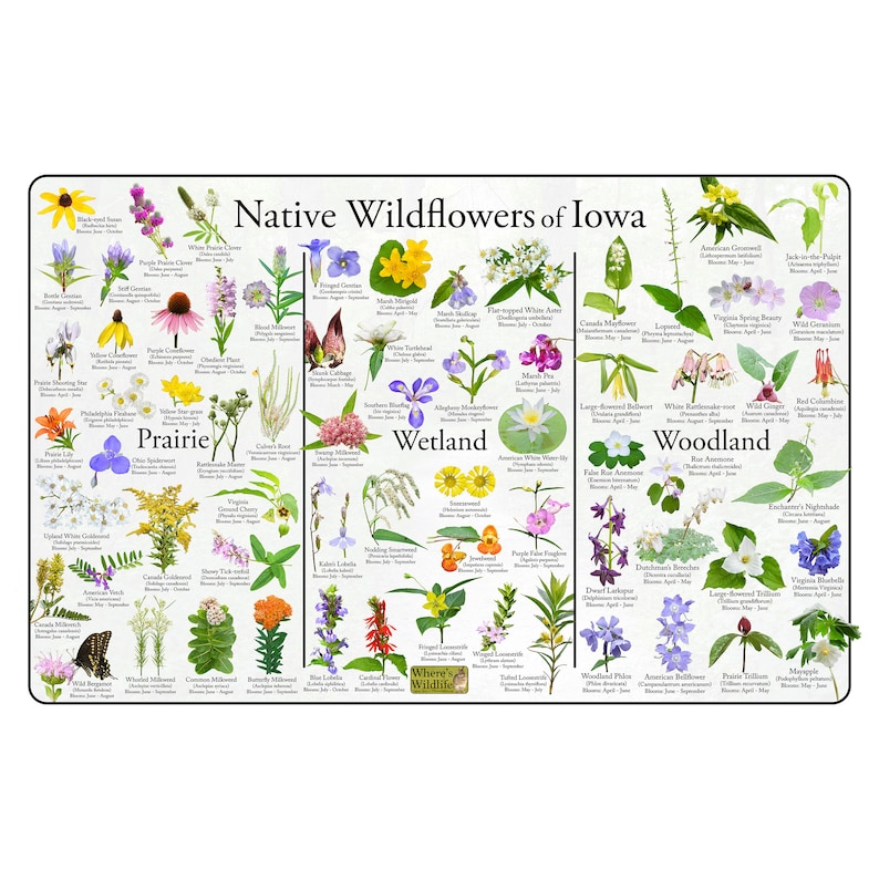 May include: A colorful chart featuring illustrations of native wildflowers of Iowa, organized by habitat: prairie, wetland, and woodland. Each flower is labeled with its common name, scientific name, and bloom time.
