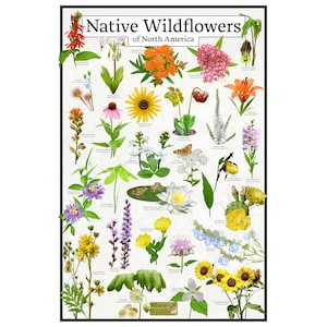 Flores silvestres nativas de América del Norte: póster de identificación con imágenes para educación y ciencia: cuadro de flores de Estados Unidos