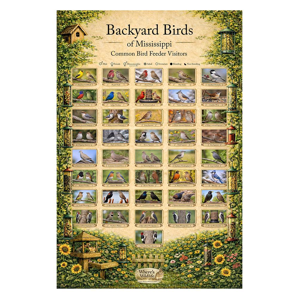 Mississippi Backyard Birds Poster | Common Feeder Bird Identification ...