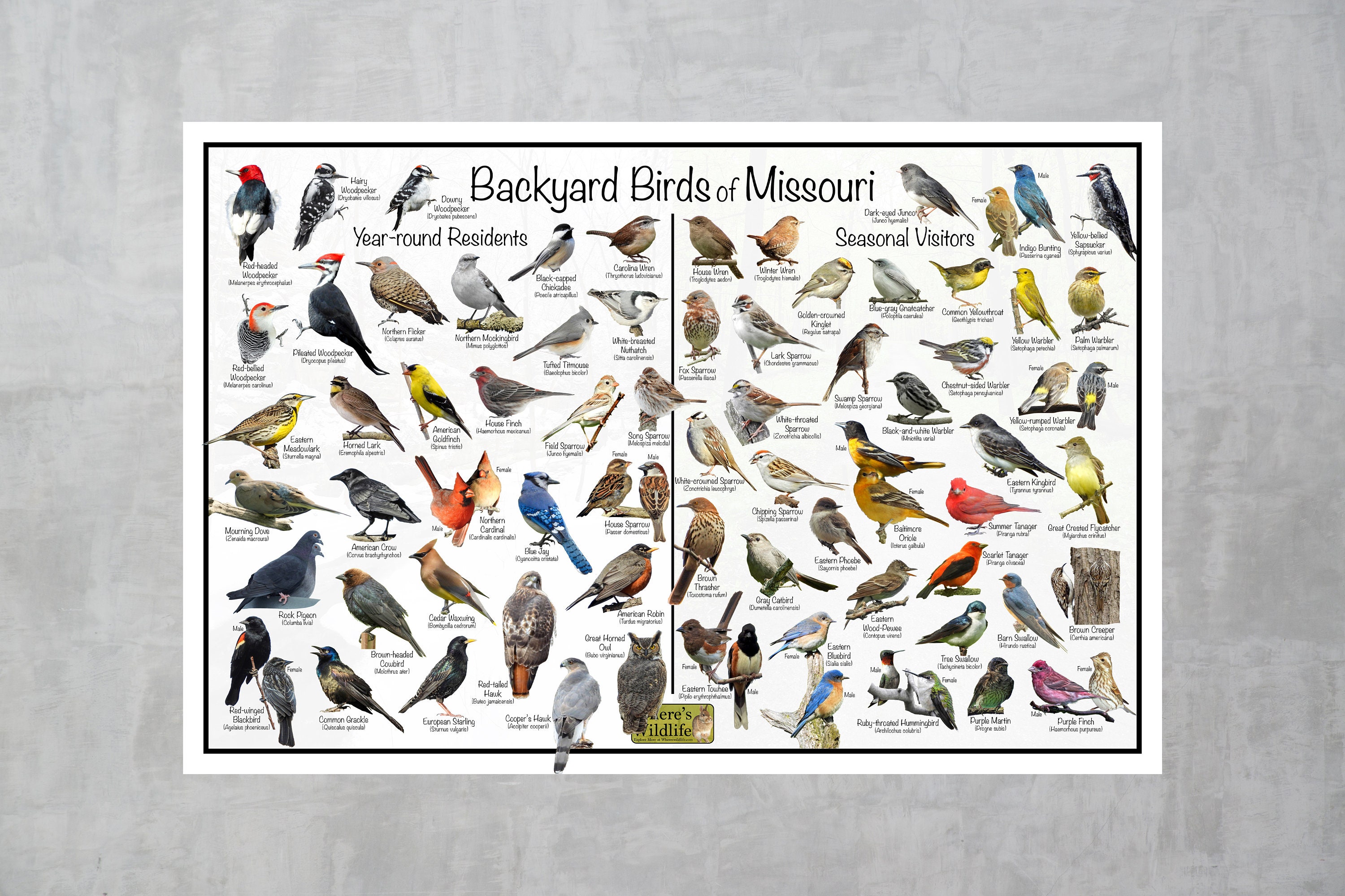 Backyard Birds of Missouri Bird Identification Poster Divided by