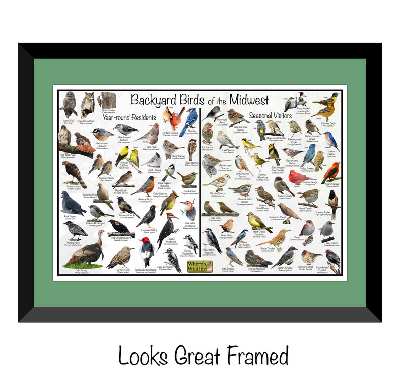 Backyard Birds of the Midwest Bird Identification Poster Divided Into ...