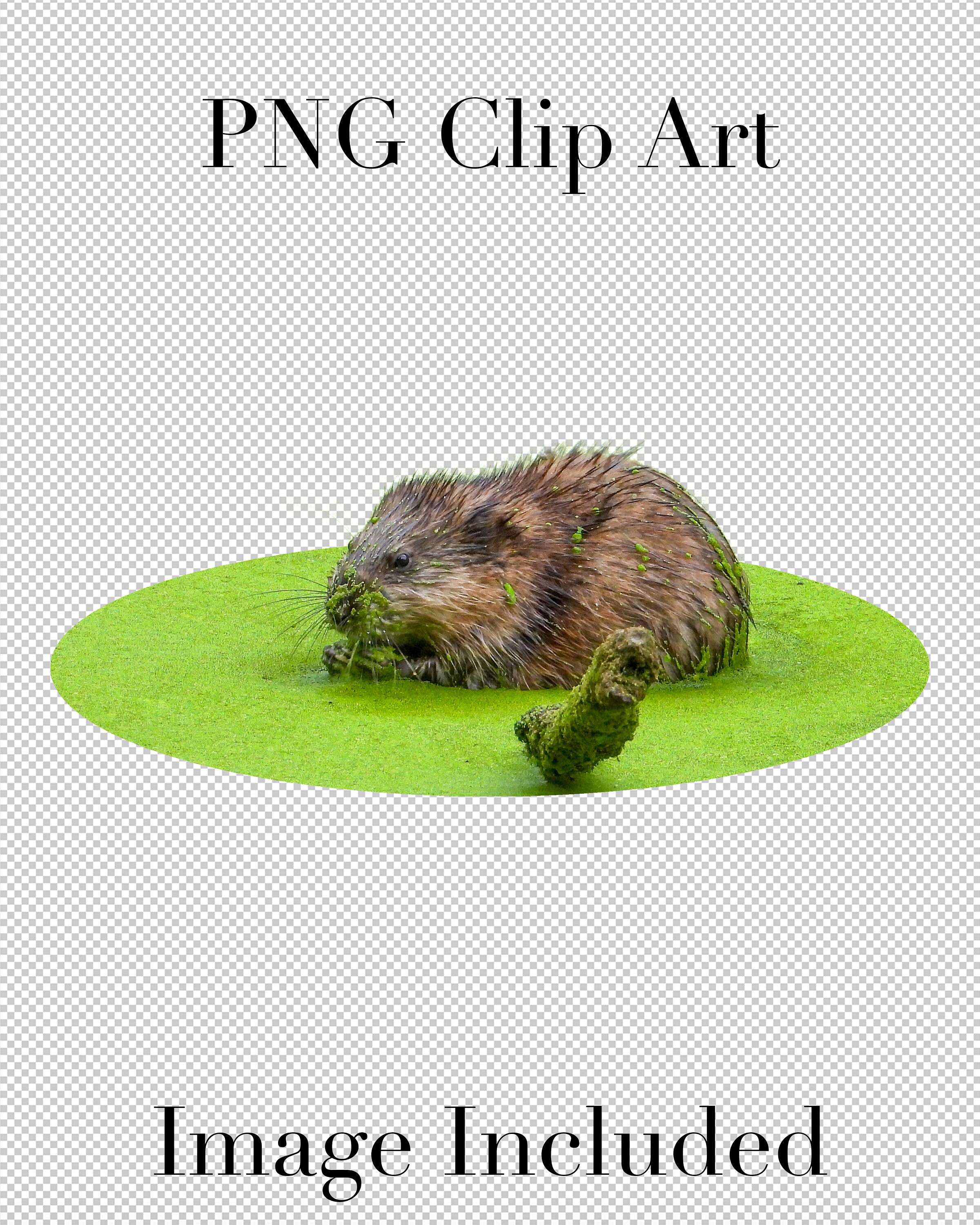 Muskrat Aquatic Animal Clip Art set of 5 PNG Clipart With Etsy