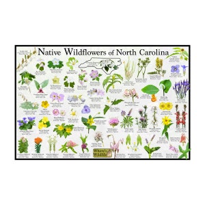 Native Wildflowers of North Carolina / State Flower Field Guide Poster Provide Picture Identification / Flower ID / Prairie Woodland Flowers