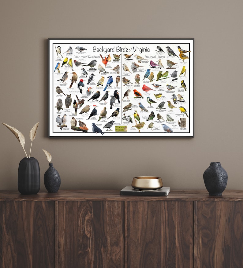 Backyard Birds of Virginia Bird Identification Poster Divided Into Year ...