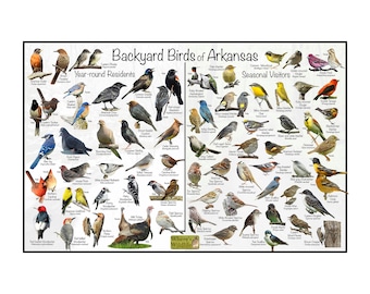 Backyard Birds of Arkansas Bird Identification Poster Divided by Year-round Residents & Seasonal Visitors / Birdwatching Nature Guide