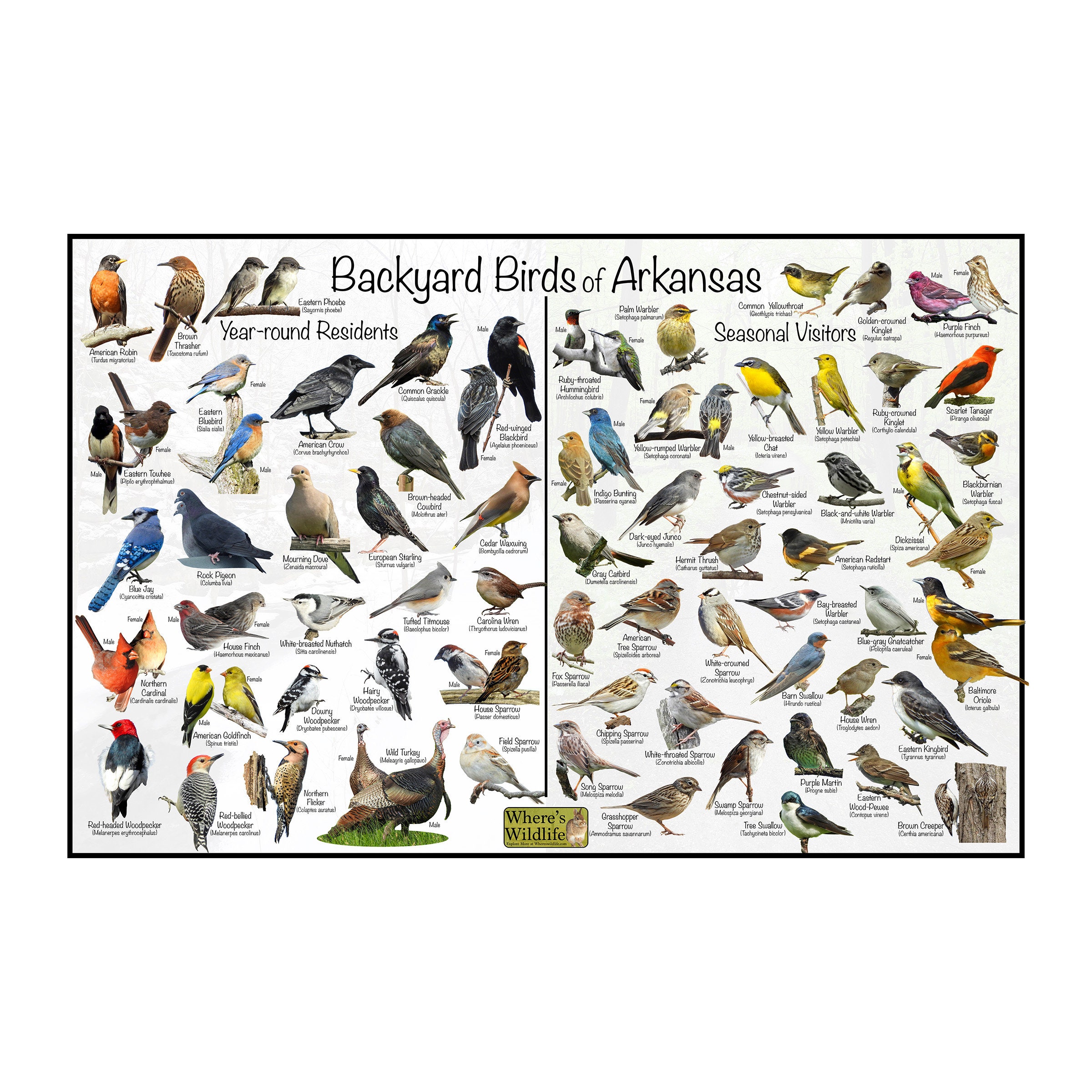 Backyard Birds of Arkansas Bird Identification Poster Divided by
